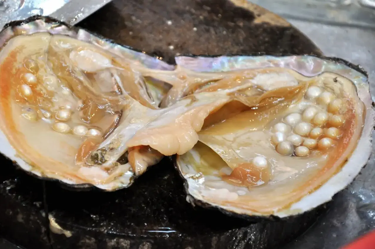 A freshly opened oyster reveals multiple small, lustrous cultured pearls, showcasing the meaning of these beautiful gems born from human intervention.